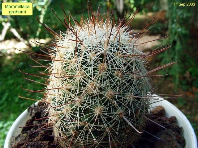 Mammillaria_ grahami_ 04